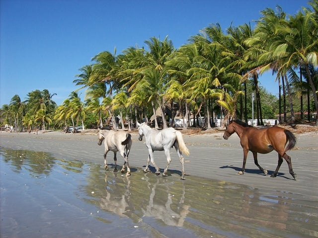 Three horses walk along a palm-lined beach in Sámara, Costa Rica.