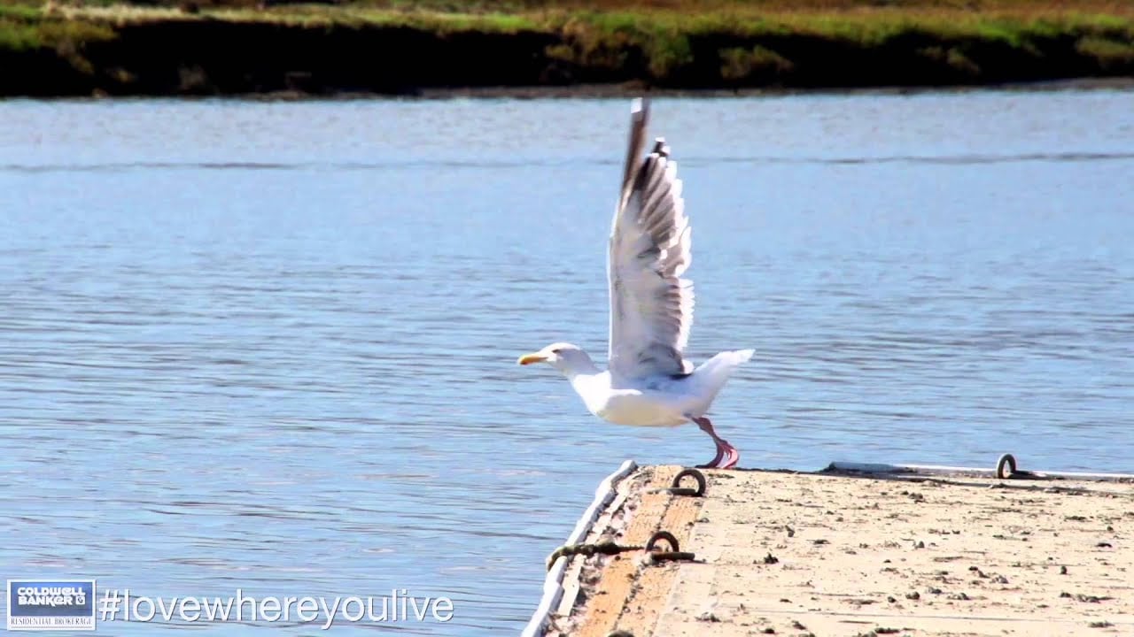 Living in Menlo Park-Palo Alto, CA Community Video