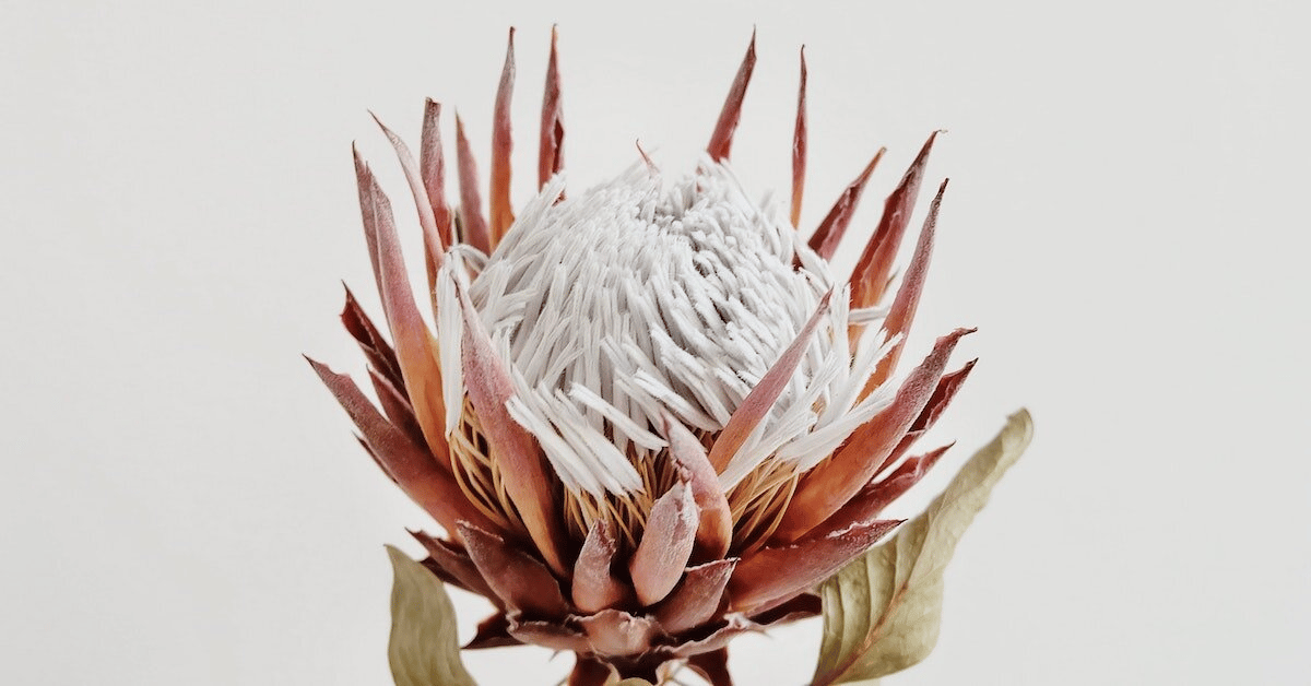 Fresh Flowers Every Week: Our Top 6 Florists with Subscriptions