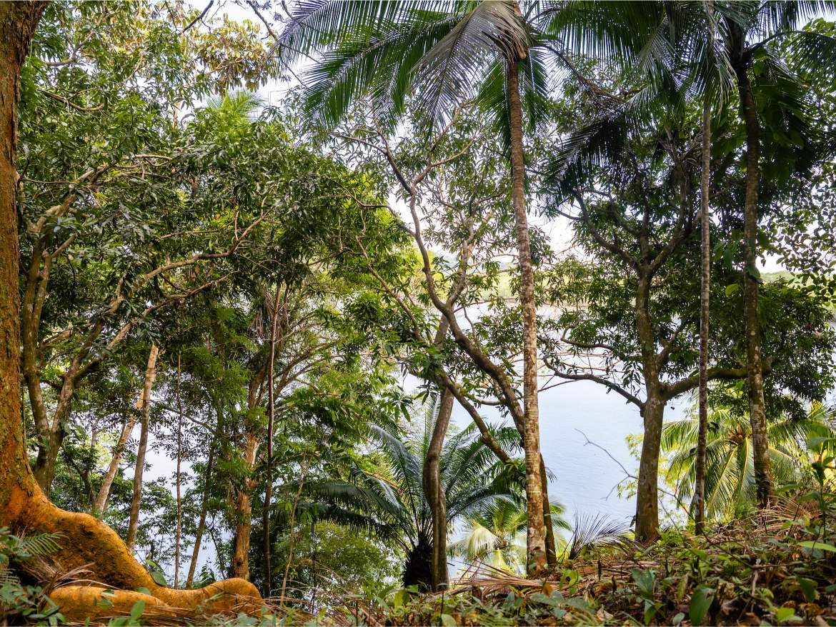 247 Acres of Riverfront Rainforest with Hospitality Potential - Sarangundí Eco-Development Sanctuary Near Corcovado