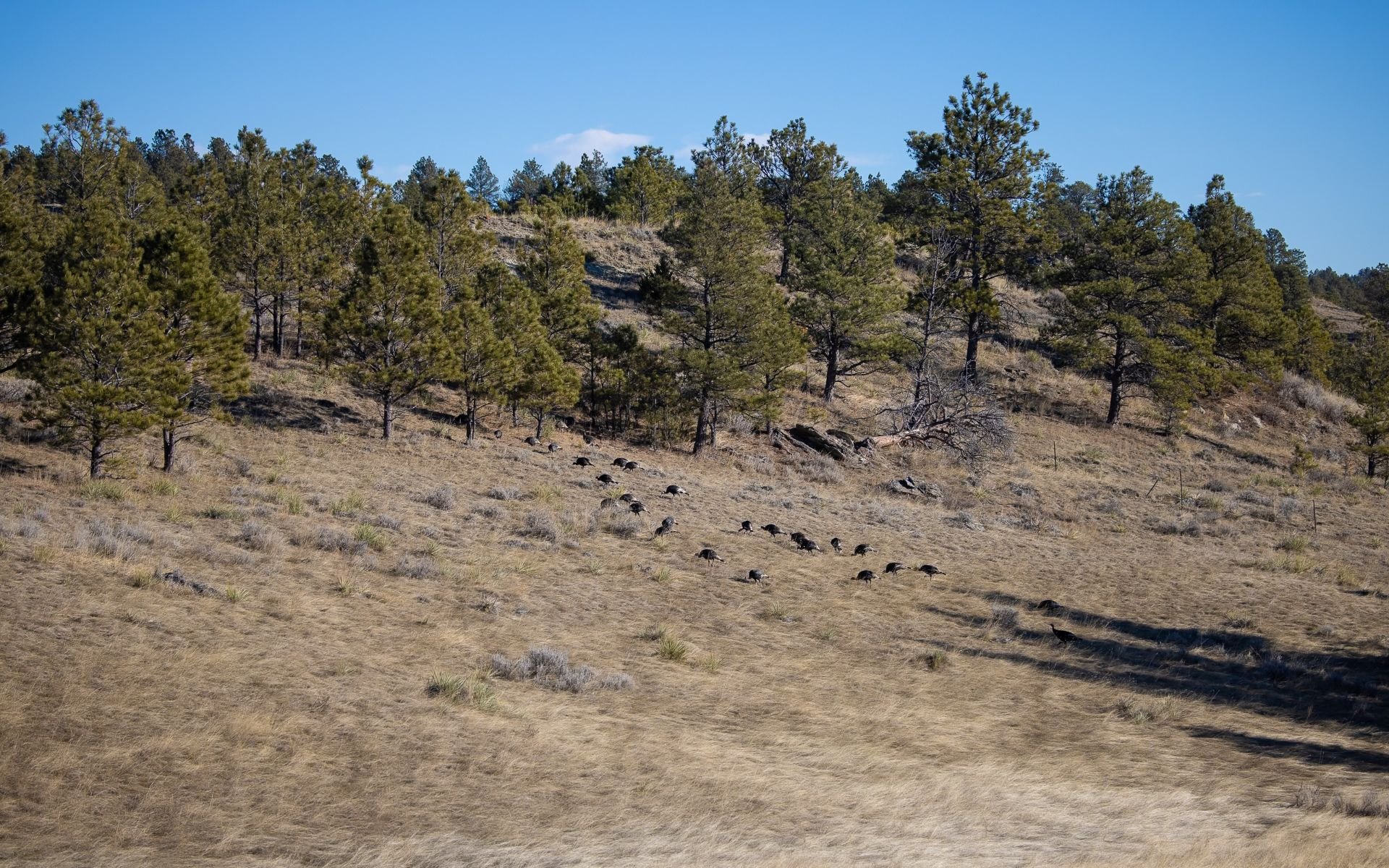 Elk Rich Ranch