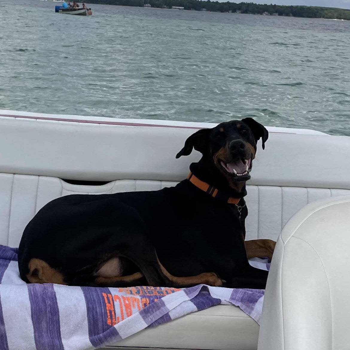 Why Key Colony Beach Is a Dog-Friendly Place to Call Home 🐾