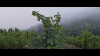 7596 Sonoma Mountain Vineyard
