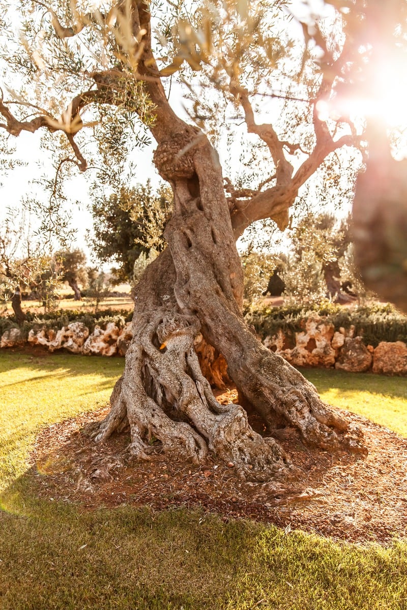 Intimate Villa Surrounded by Olive Trees Near the Town of Fasano
