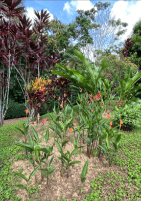 Build Amidst Untouched Jungle & Mountain Vistas | Ocean-View Estate with Fruit Orchards + Casita Design Your Vision in Tres Rios, Costa Rica