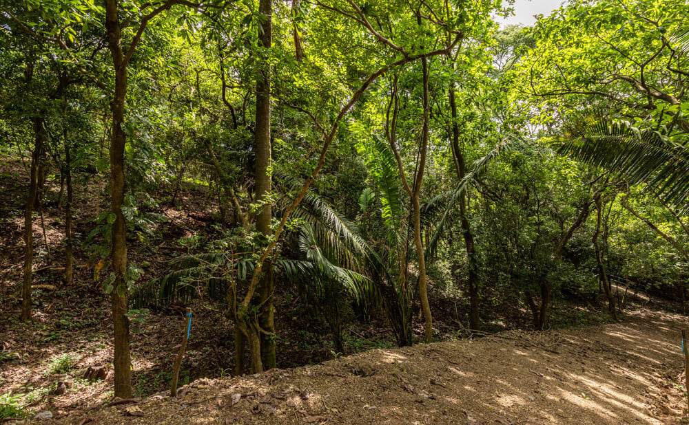 Wooded Jungle Building Lots, Nosara, Guanacaste