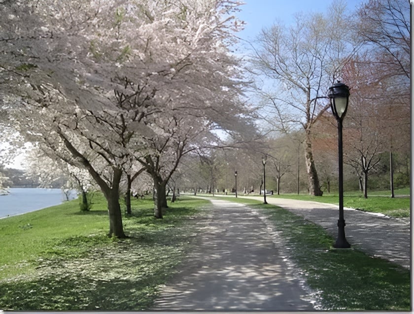 Riverside park path beneath blooming cherry trees, with black lampposts along the walkway.