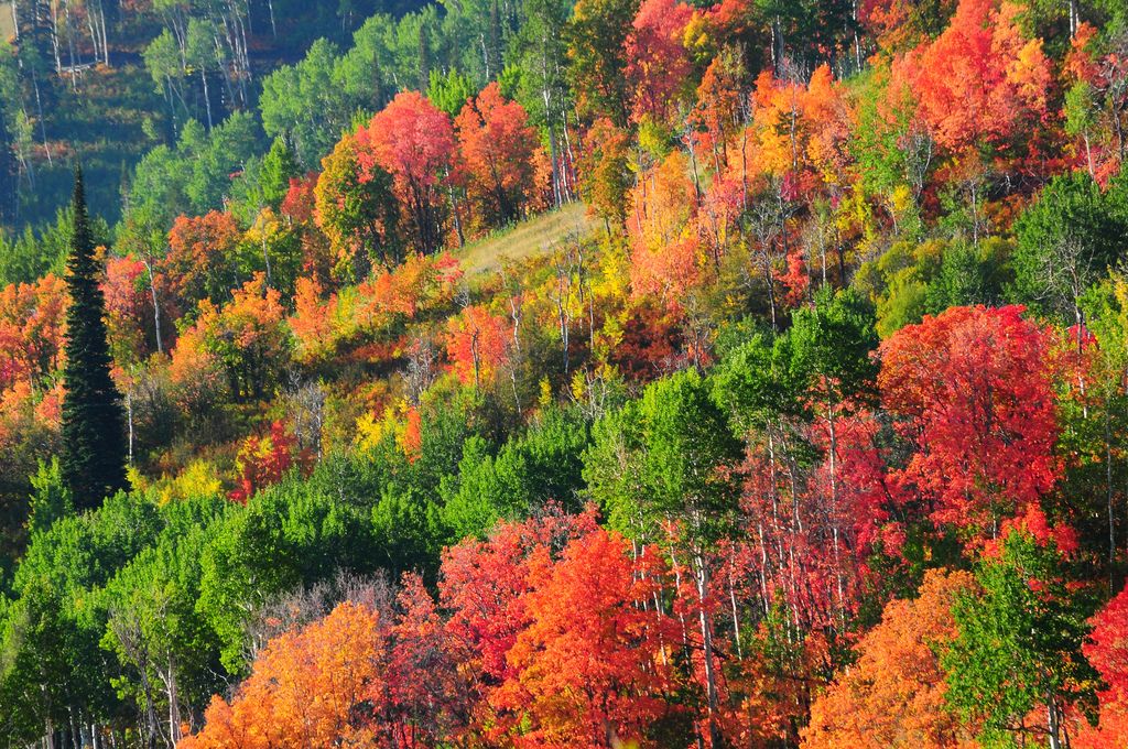 Park City Real Estate Market Update: August Recap & September Outlook.