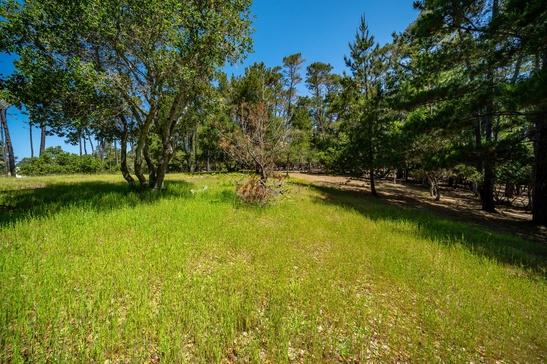 Serene Cambria Lot