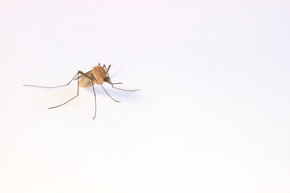 Mosquitoes INSIDE!
