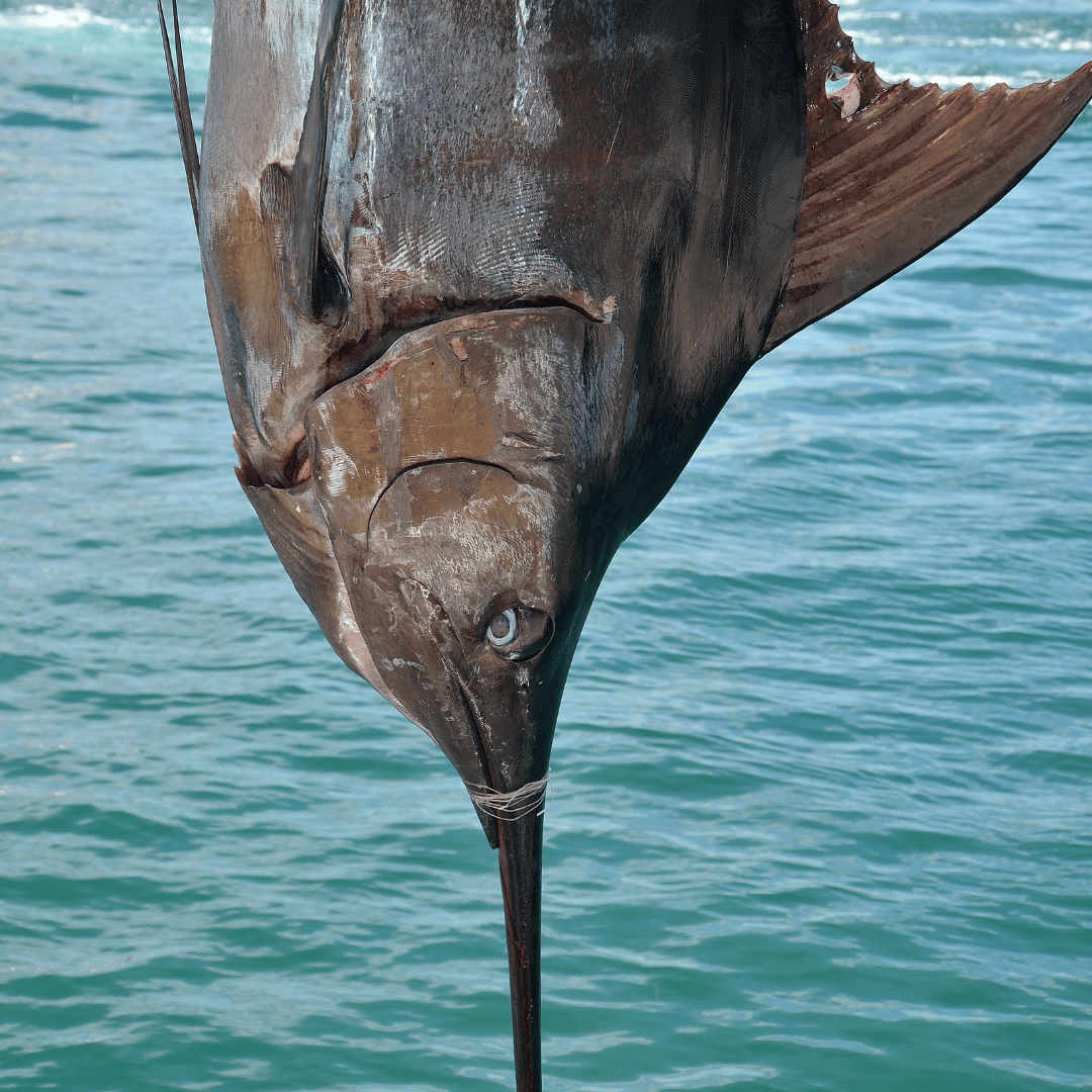 23rd Annual Emerald Coast Blue Marlin Classic