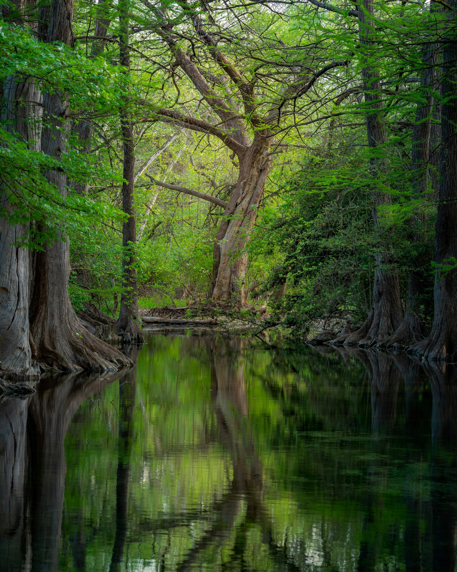 Cypress-lined water in Wimberley, Texas, reflecting mature trees.
