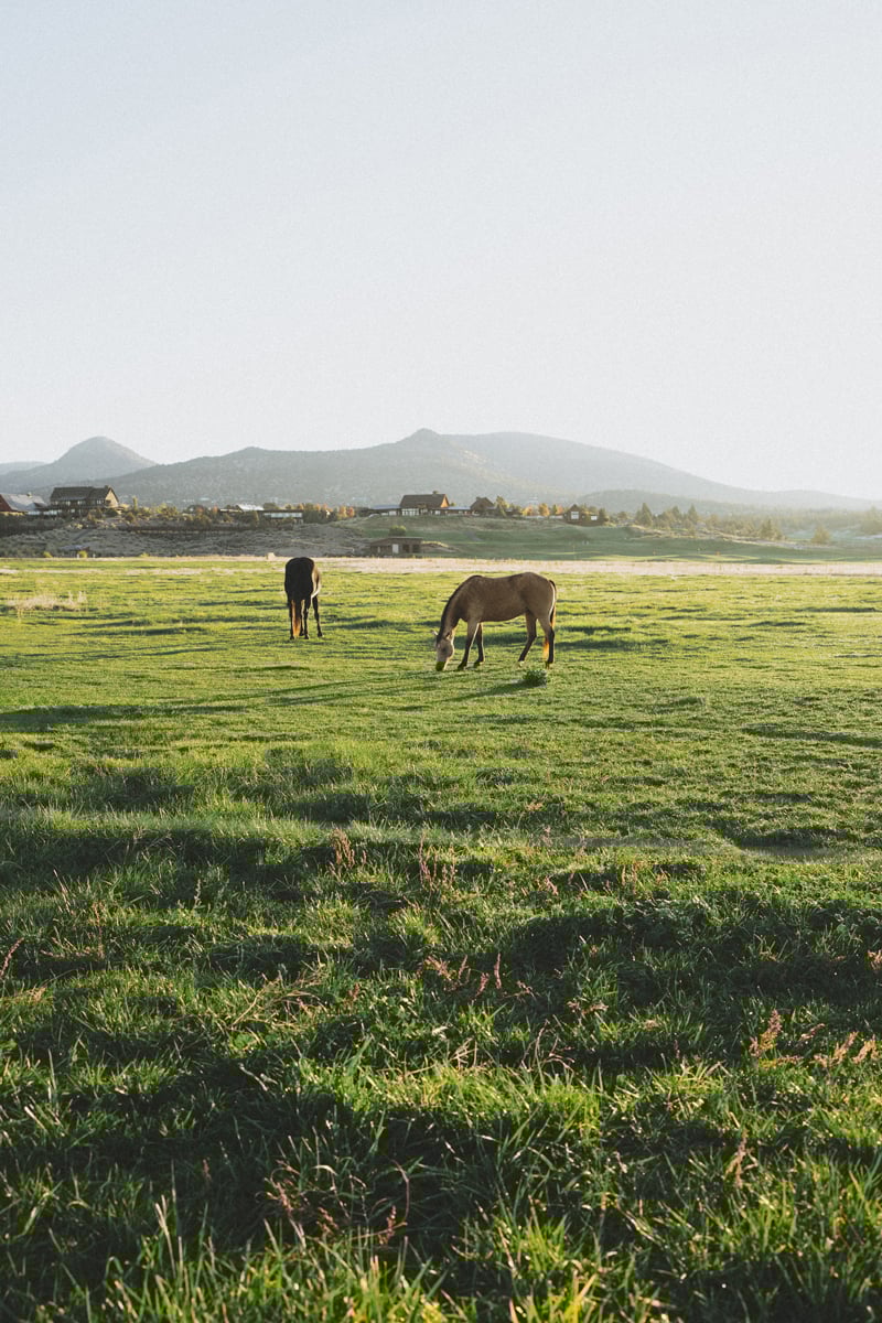 Horses on Front Pasture at Brasada Ranch Central Oregon