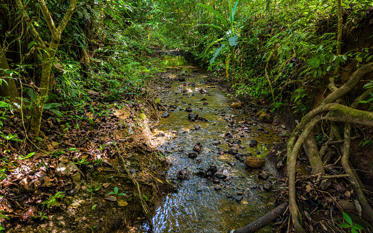 Home Near Downtown Uvita with Private Forest and Creek