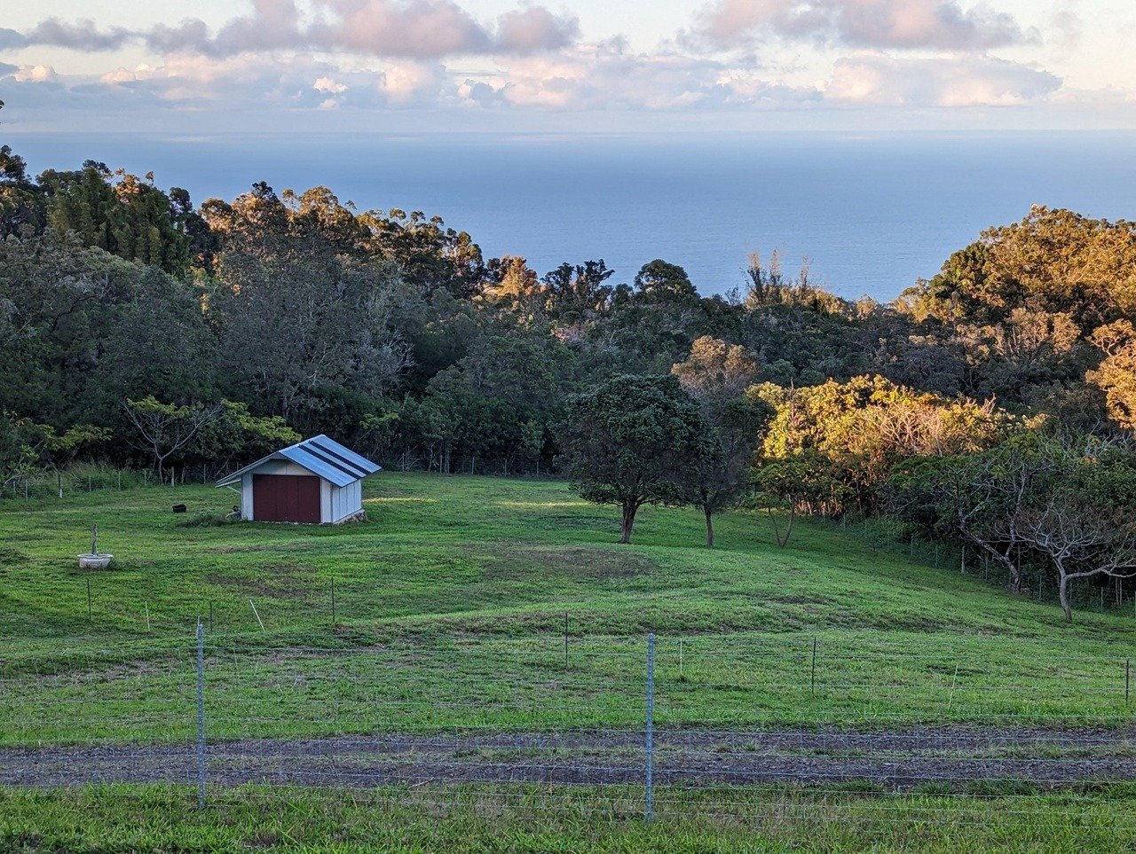 Grassy rural property with a red shed, tree line, and ocean view.