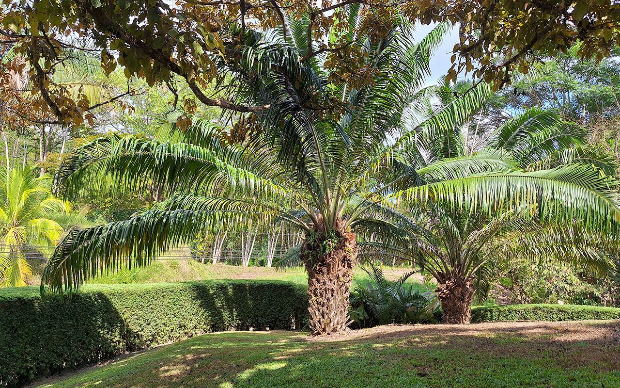 Tropical Getaway with Two Villas and Lush Gardens Near the Heart of Uvita