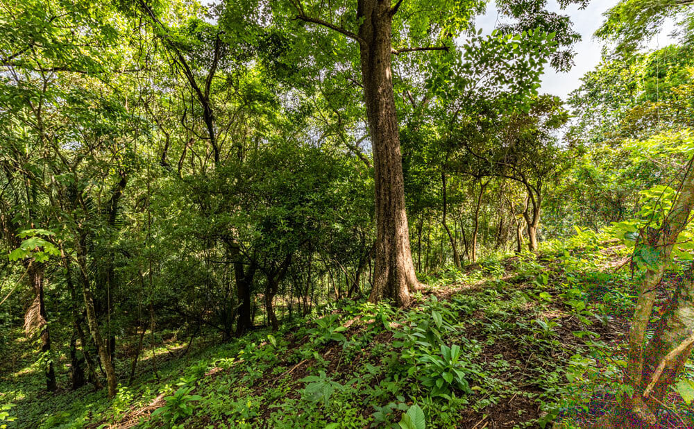 Wooded Jungle Building Lots, Nosara, Guanacaste