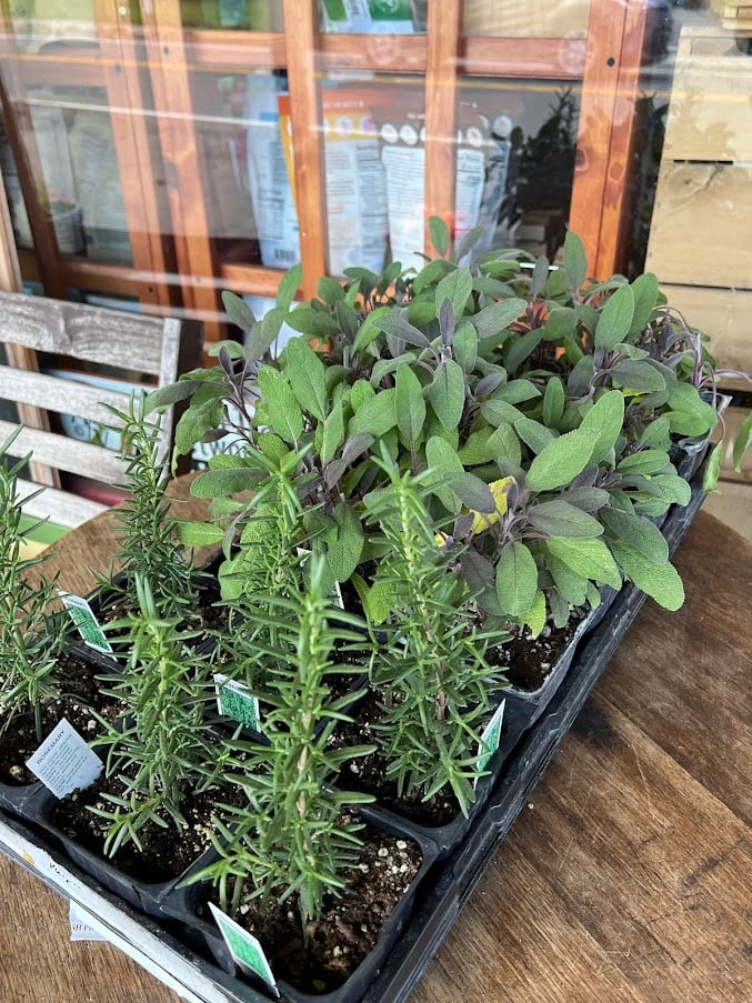 Fresh herbs and plants for sale at Hamilton Mercantile in Hamilton VA, a local Loudoun County farm market