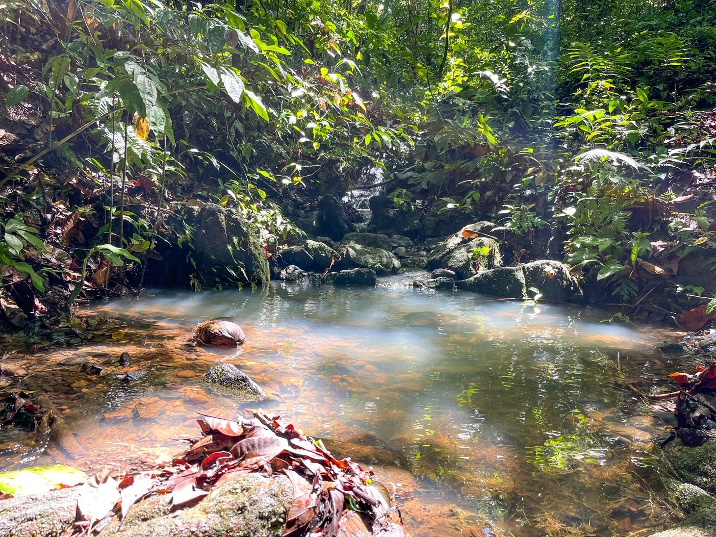 Five Star Private Rainforest Estate on Acreage with Creek