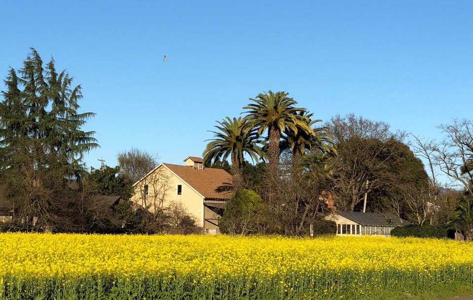 10 Sonoma County Spots for Seeing Mustard in Bloom