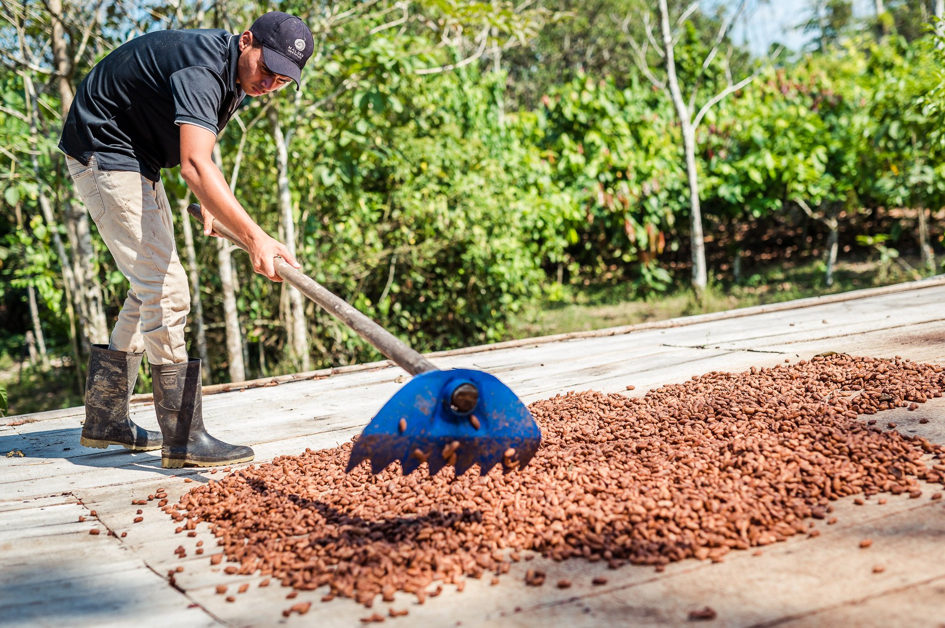 Blue Valley Cacao Farm | High-end gourmet chocolate production.