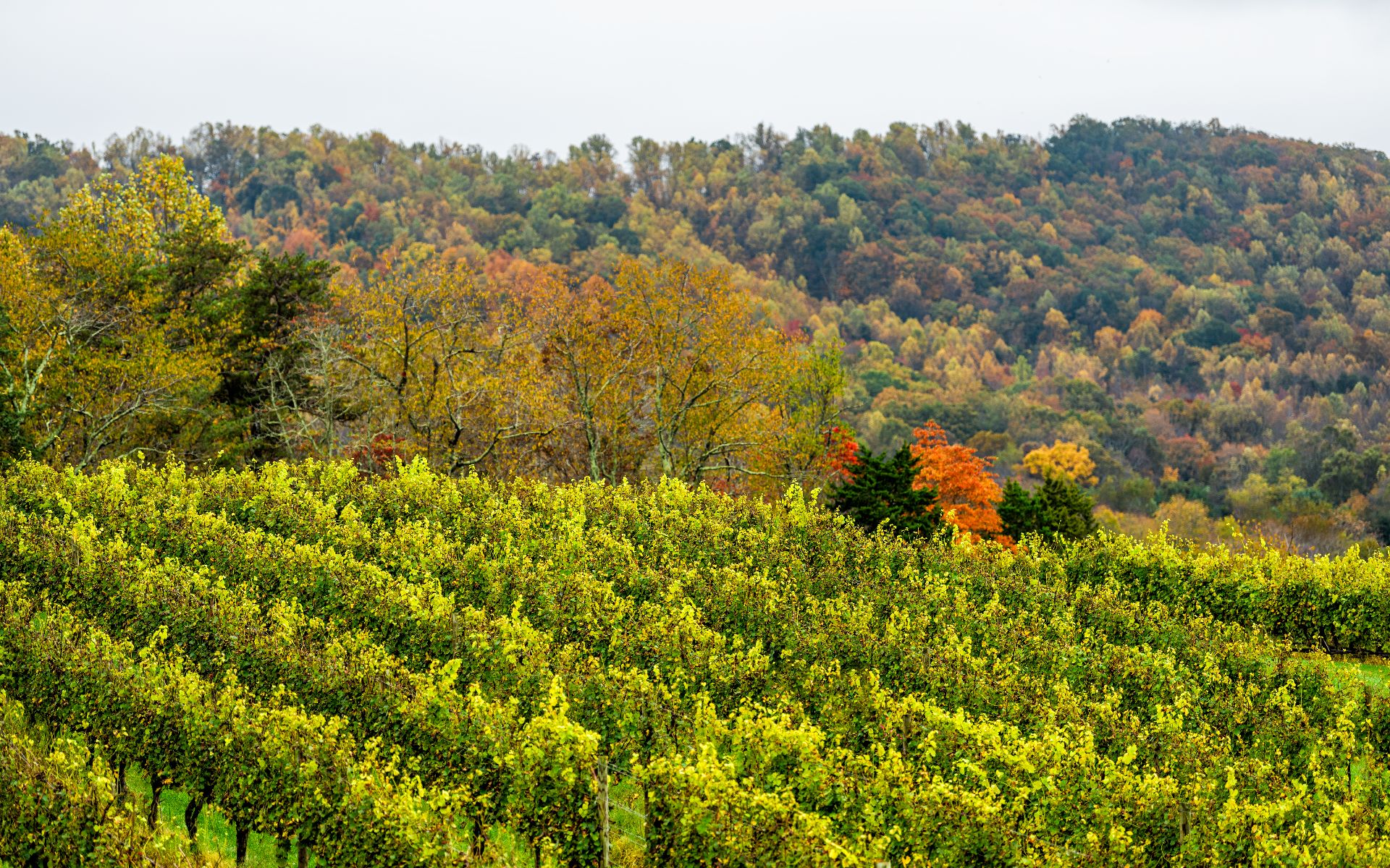 Albemarle County, Virginia &ndash; Monticello estate surrounded by classic Virginia greenery
