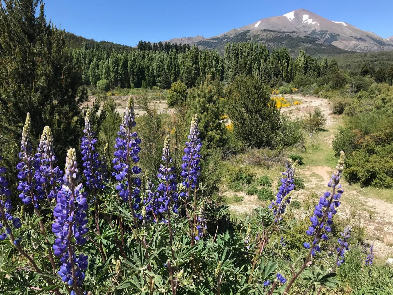 Vacant land with purple wildflowers, forest, and a snow-patched mountain beyond.