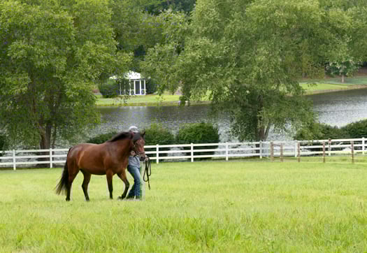 NC 330 Acre Legacy Equestrian Estate 