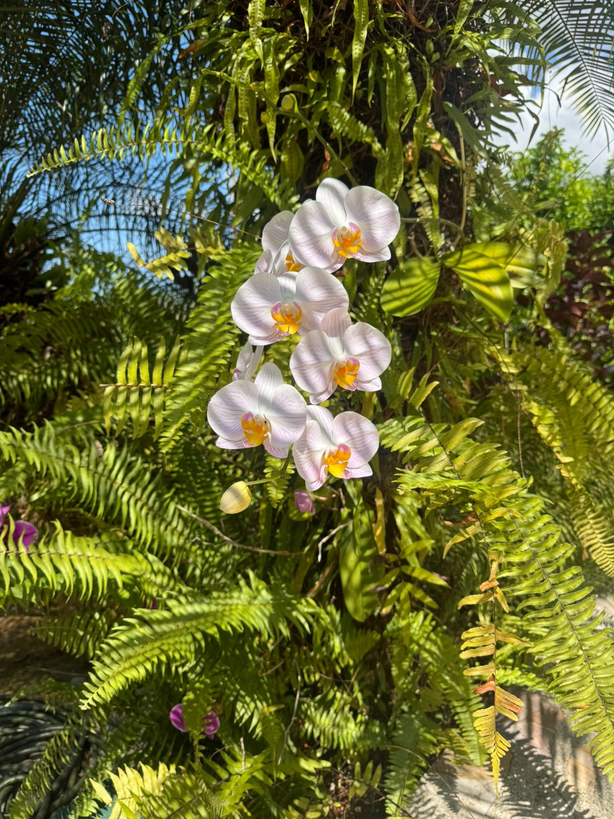 Casa de Orquideas - Mountains, Ocean and Jungle with Privacy In Gated Community, Ojochal