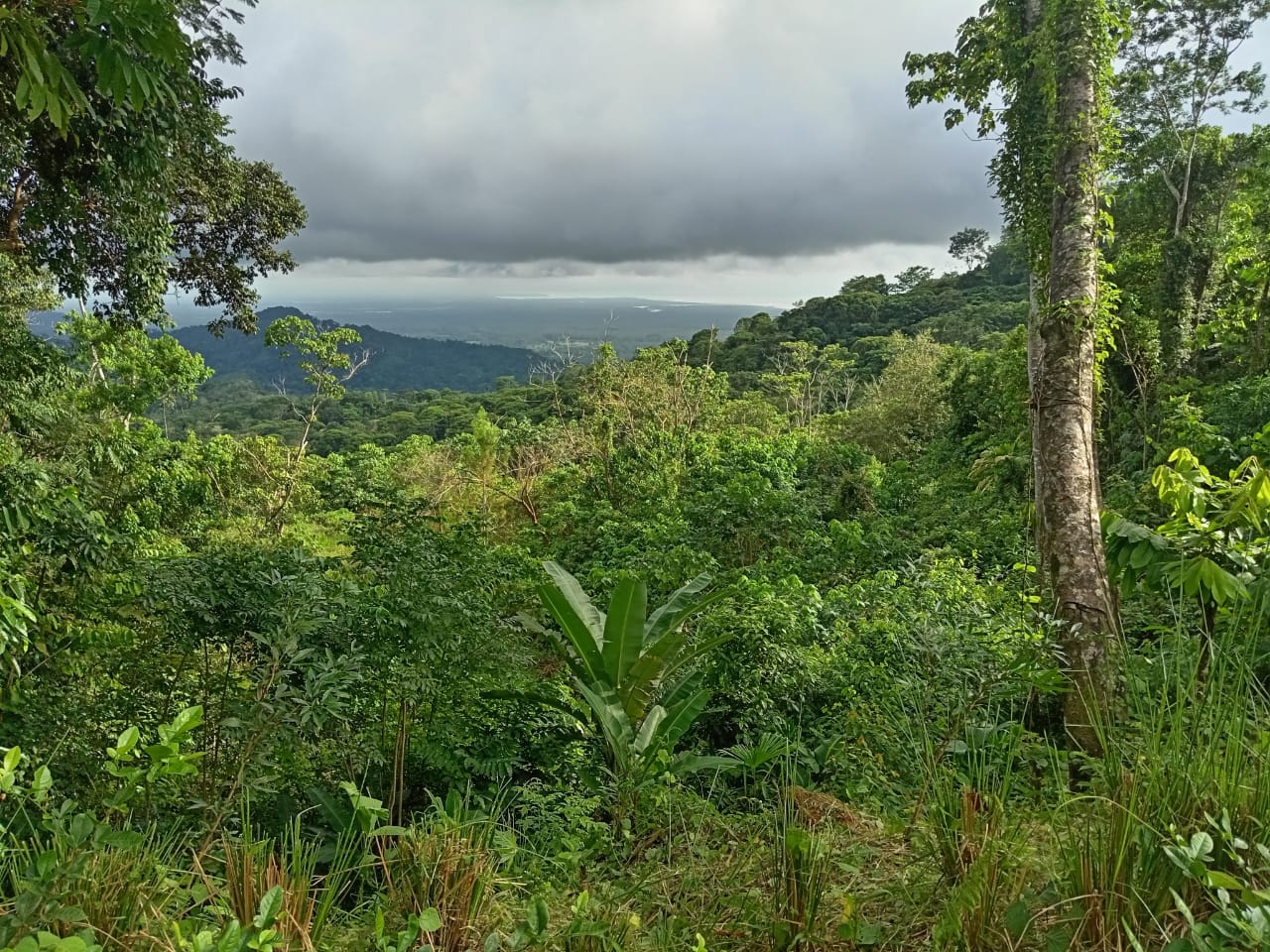 0.46 ACRES – Ocean View Land With Ready To Build Site, 2 Minutes Away From El Pavon Waterfall, Utilities On Site & Virgin Forest!!!