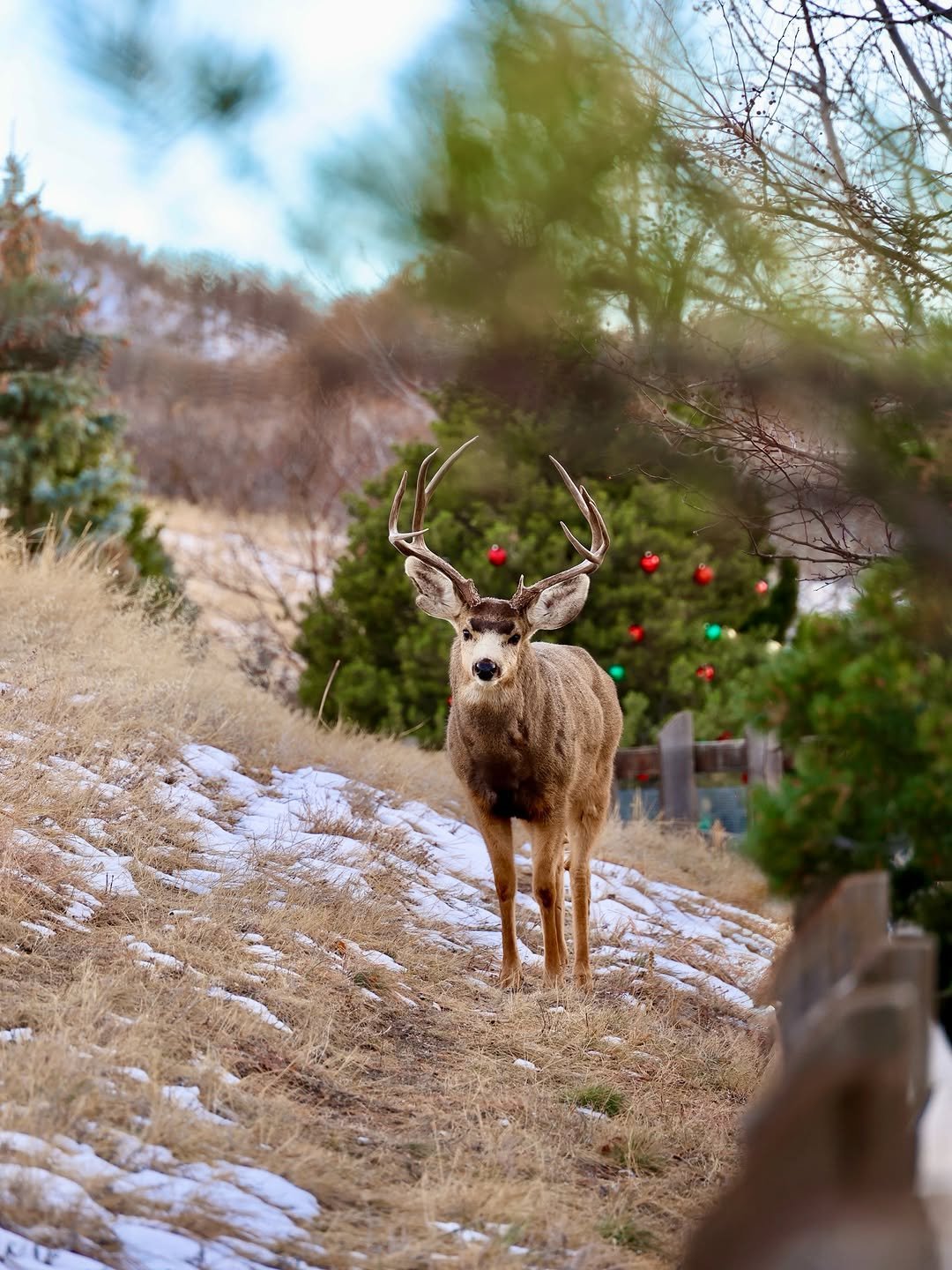 Two deer grazing in a grassy backyard behind a Colorado home, framed by trees and soft evening light