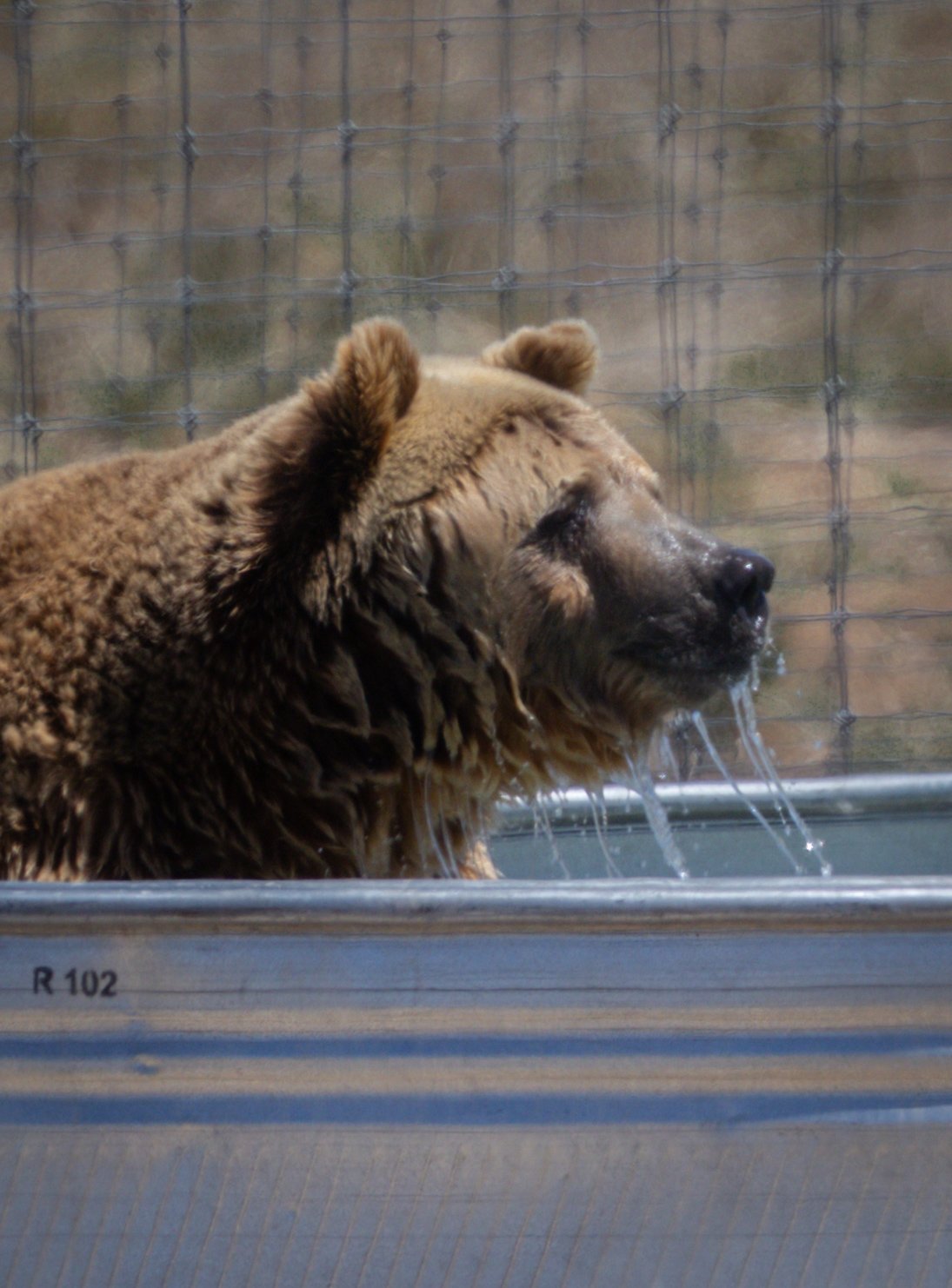 Into the Wild: Monica Breckenridge’s Unforgettable Journey at The Wild Animal Sanctuary Subtitle