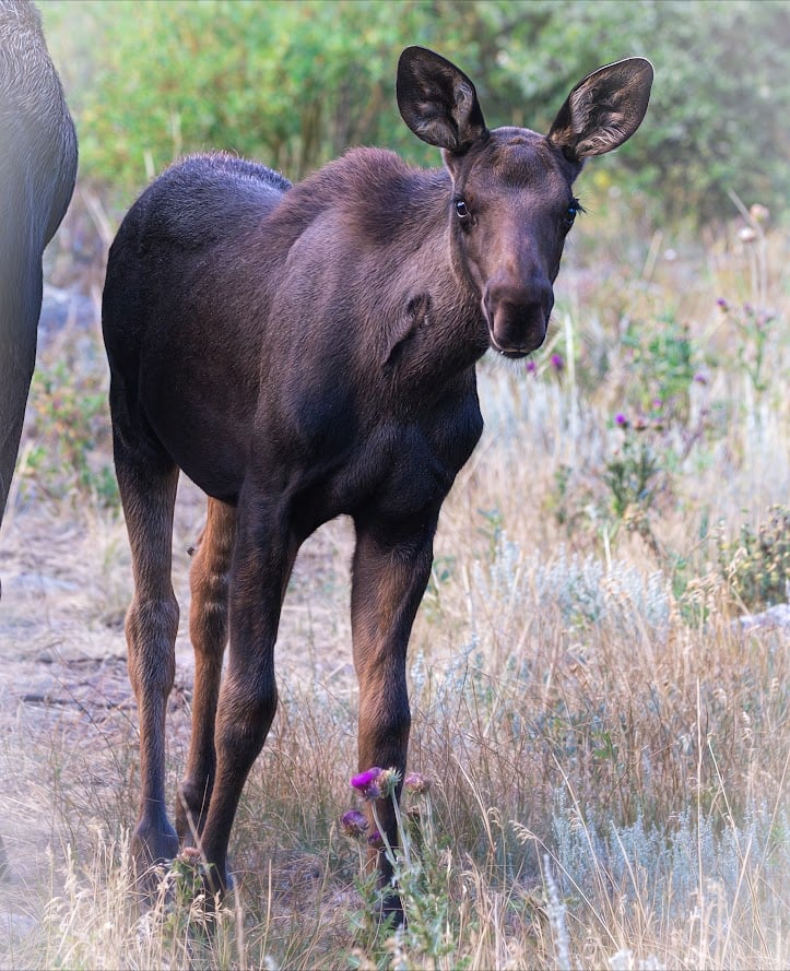 Driving Into the Wild: A Sensory Journey Along Old Fall River Road