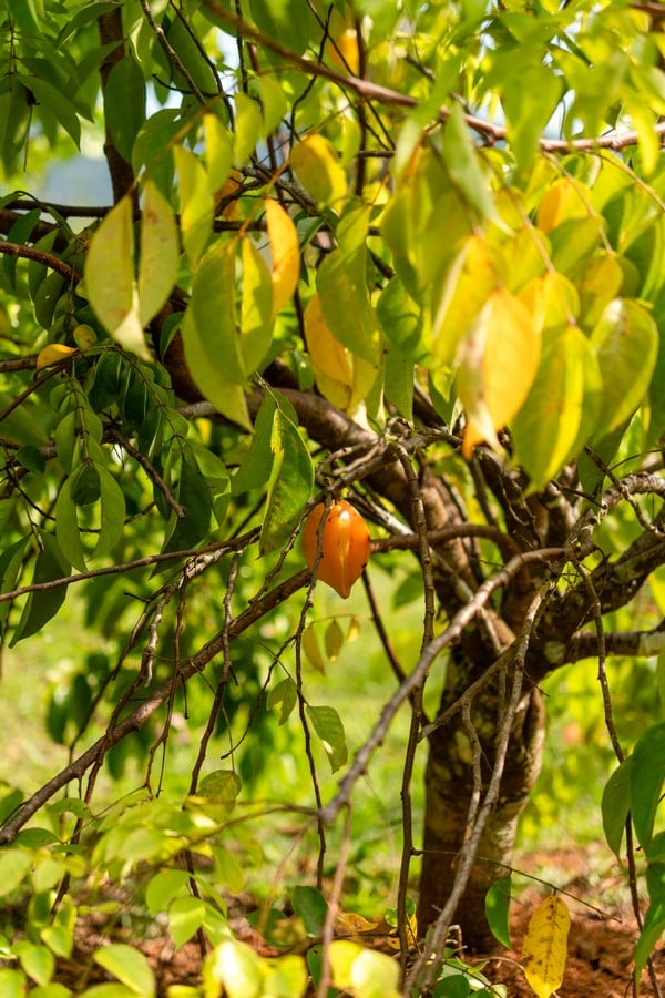  3 Bedroom Stunning Luxury Home Featuring Sweeping Valley & Ocean Views, 5.67 ACRES 