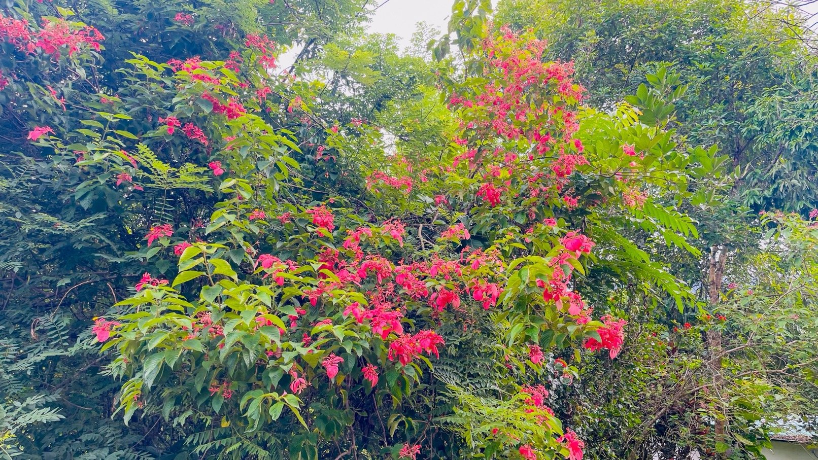 COSTA RICA LAND FOR SALE | LARGE FLAT PRIVATE PROPERTY WITH MOUNTAIN VIEWS, RIVER & FRUIT TREES