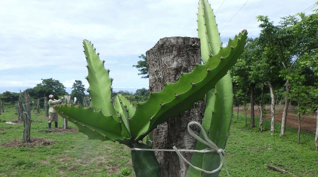 La Reserva Commercial Lot, Playa Camaronal / , Zapotal, Nandayure, Guanacaste