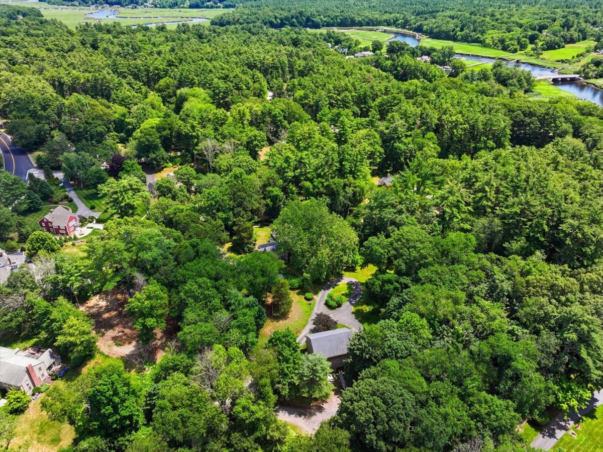 The Buttonwood