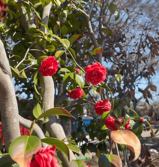 Nature Rebuilds Too: Spring in the Palisades
