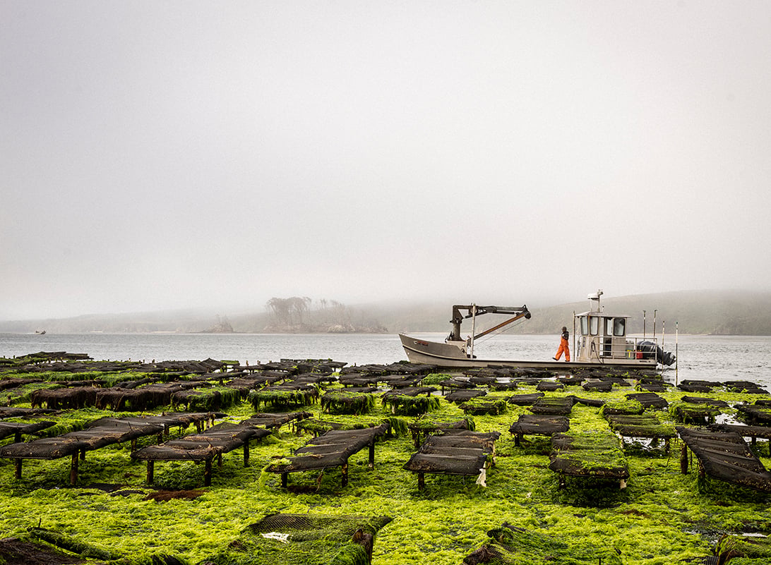 Coastal oyster farm with algae-covered racks and a workboat in the fog.
