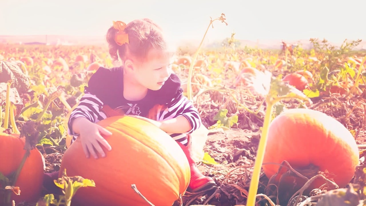 Enjoy Autumn and Celebrate Halloween at Boone Hall Pumpkin Patch