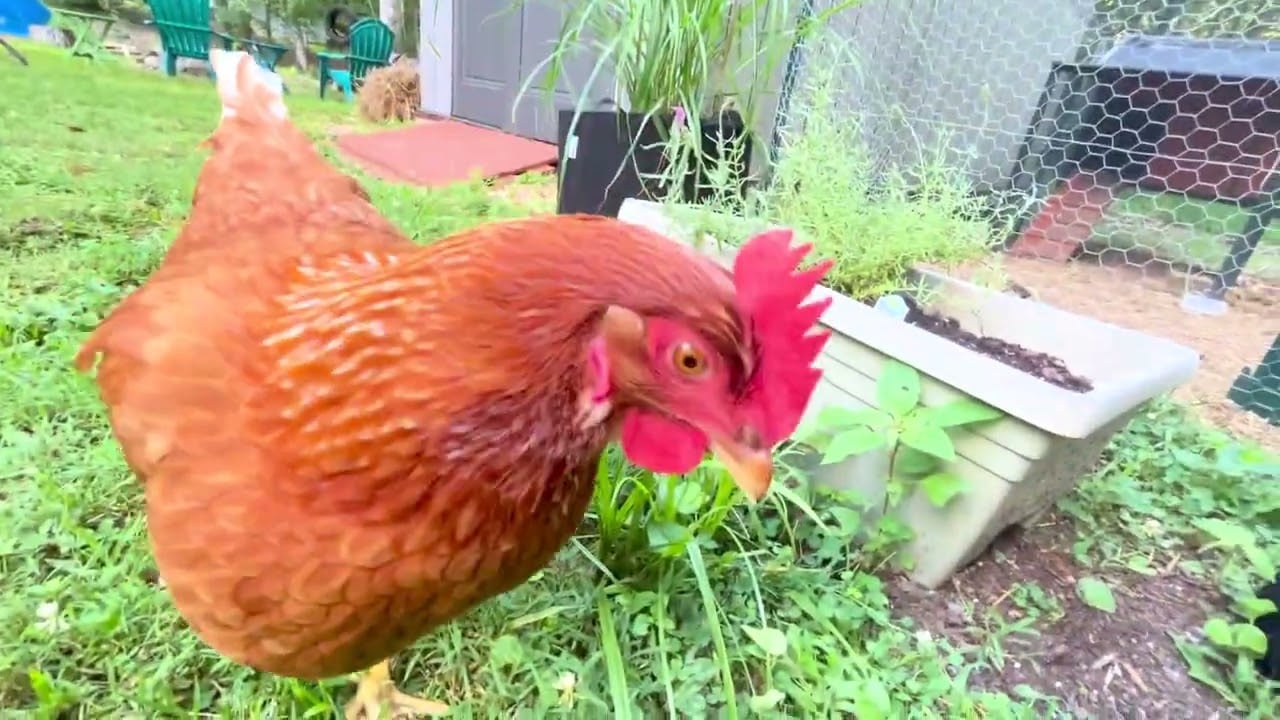 How Many Eggs Do We Get??