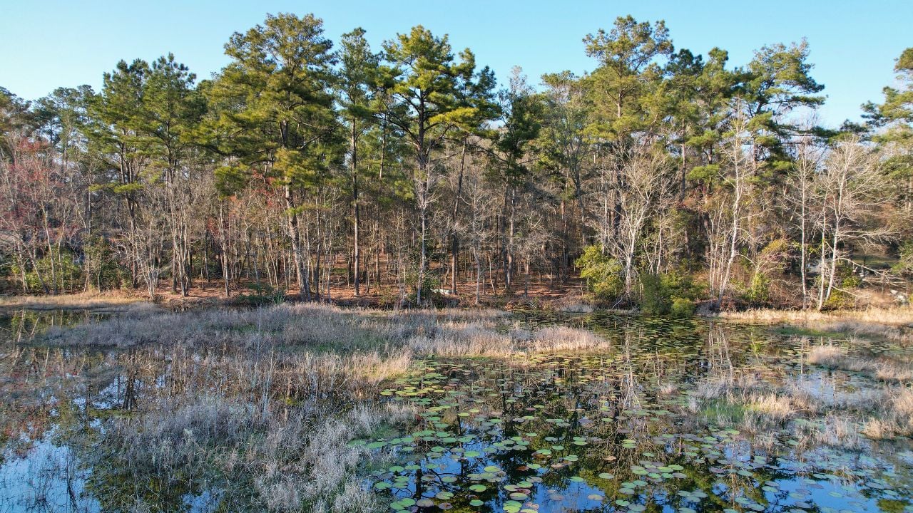 A serene pond with lily pads reflects a forest of tall, green pine trees under a clear blue sky. Dry grass surrounds the water, creating a tranquil scene.