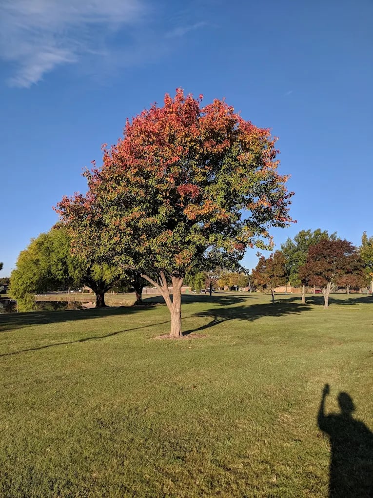 The Meadows / Preston Smith Homes for Sale in Lubbock, TX
