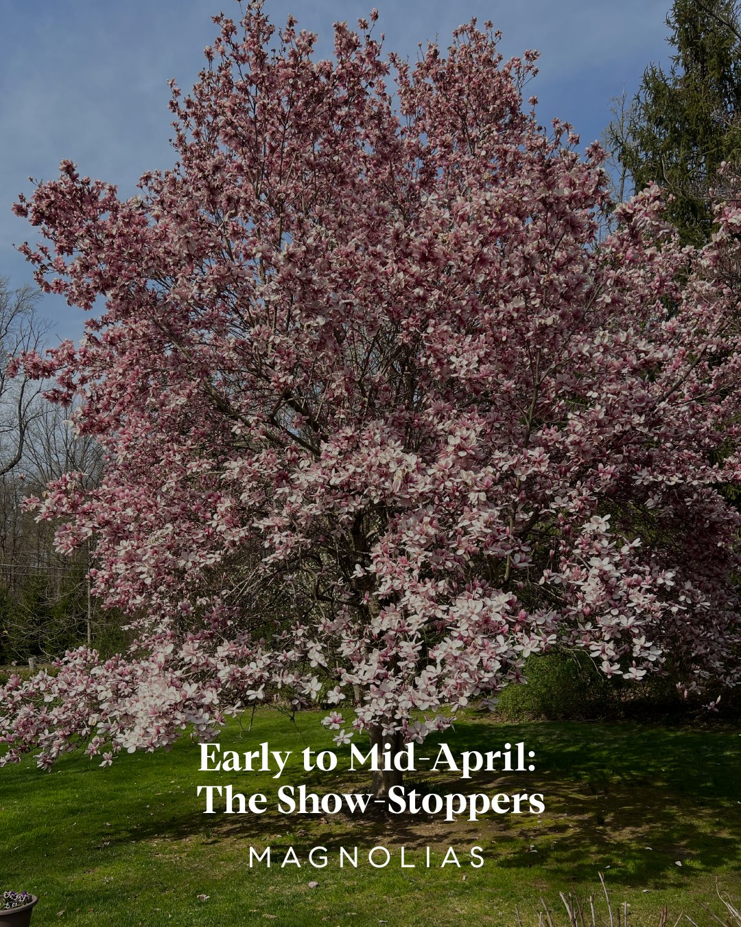 Spring Bloom Guide - Westchester County, NY + Fairfield County, CT