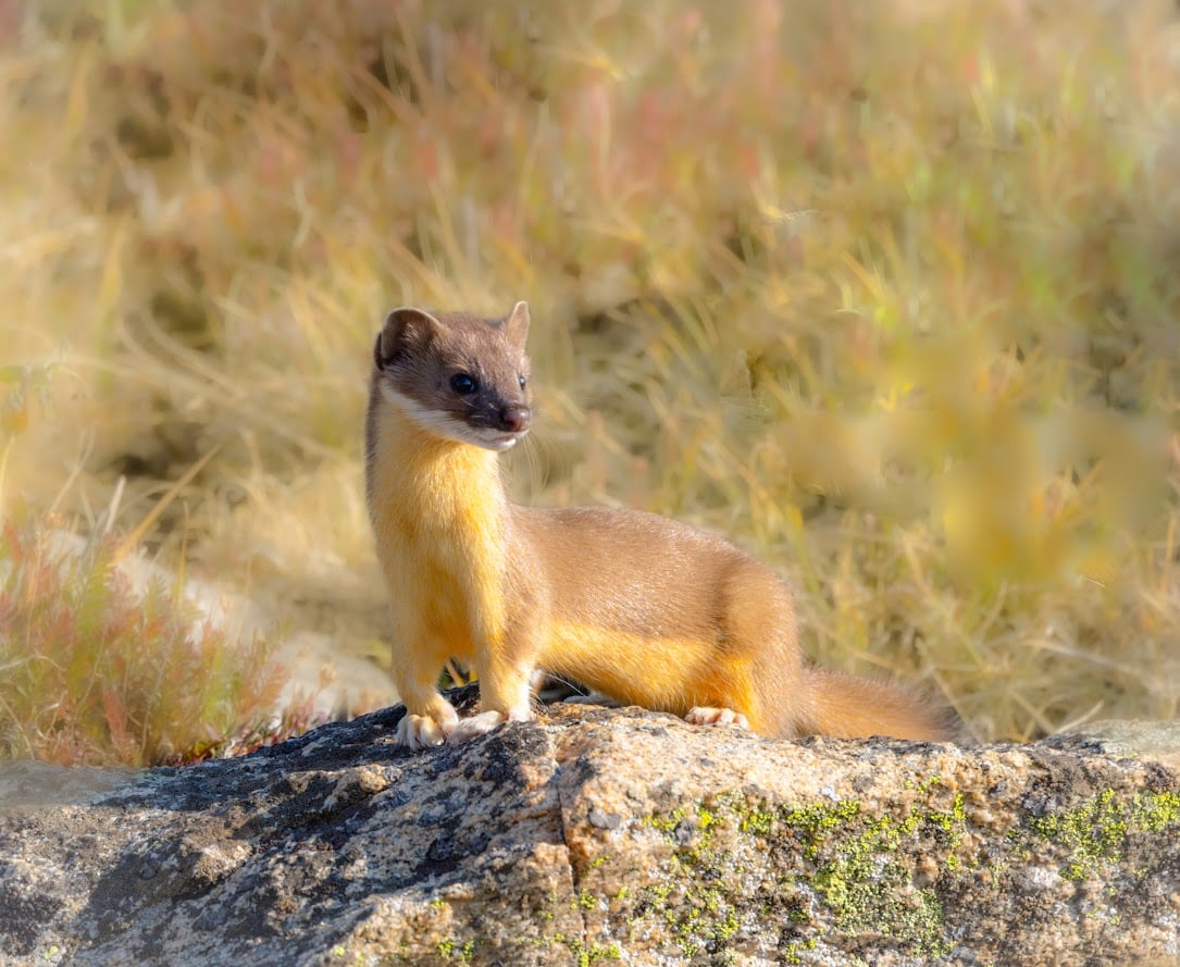 Where the Road Meets the Sky: Driving Trail Ridge Road