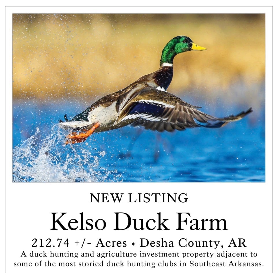 Kelso Duck Farm