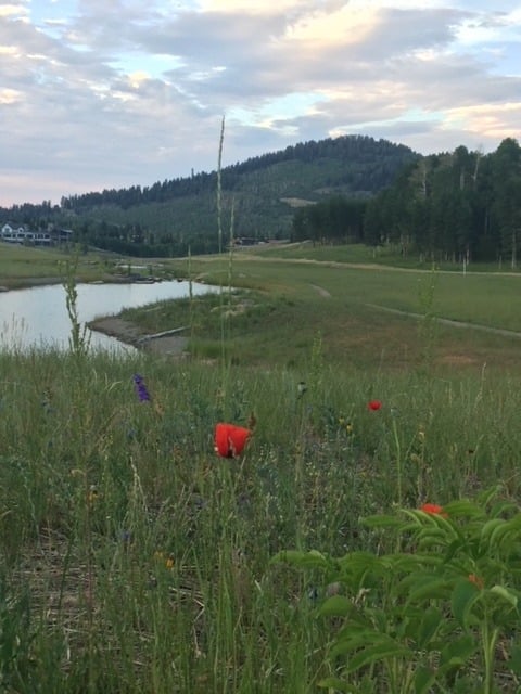 Music in the Meadows