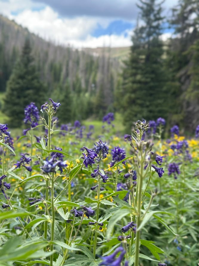 Driving Into the Wild: A Sensory Journey Along Old Fall River Road
