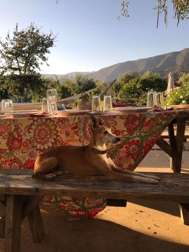 A tan dog rests beneath a floral-covered outdoor dinner table, with mountains in the background.