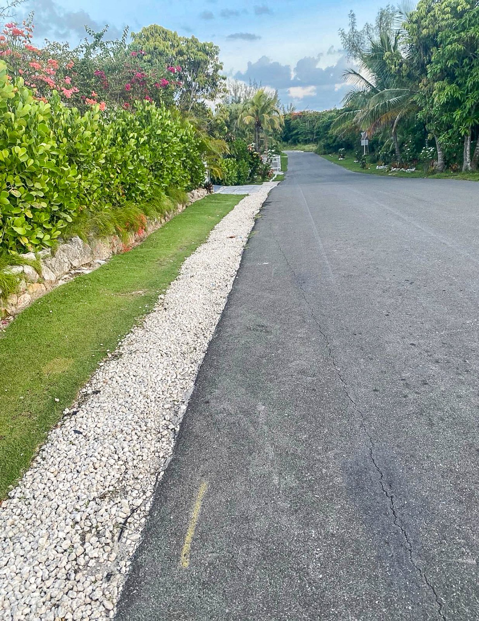 Residential road bordered by tropical palms, flowering shrubs and a white stone verge.